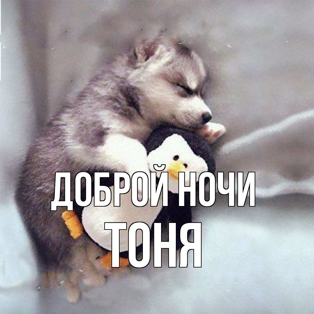 Открытка на каждый день с именем, Тоня Доброй ночи обнимашки щенка и пингвина Прикольная открытка с пожеланием онлайн скачать бесплатно 