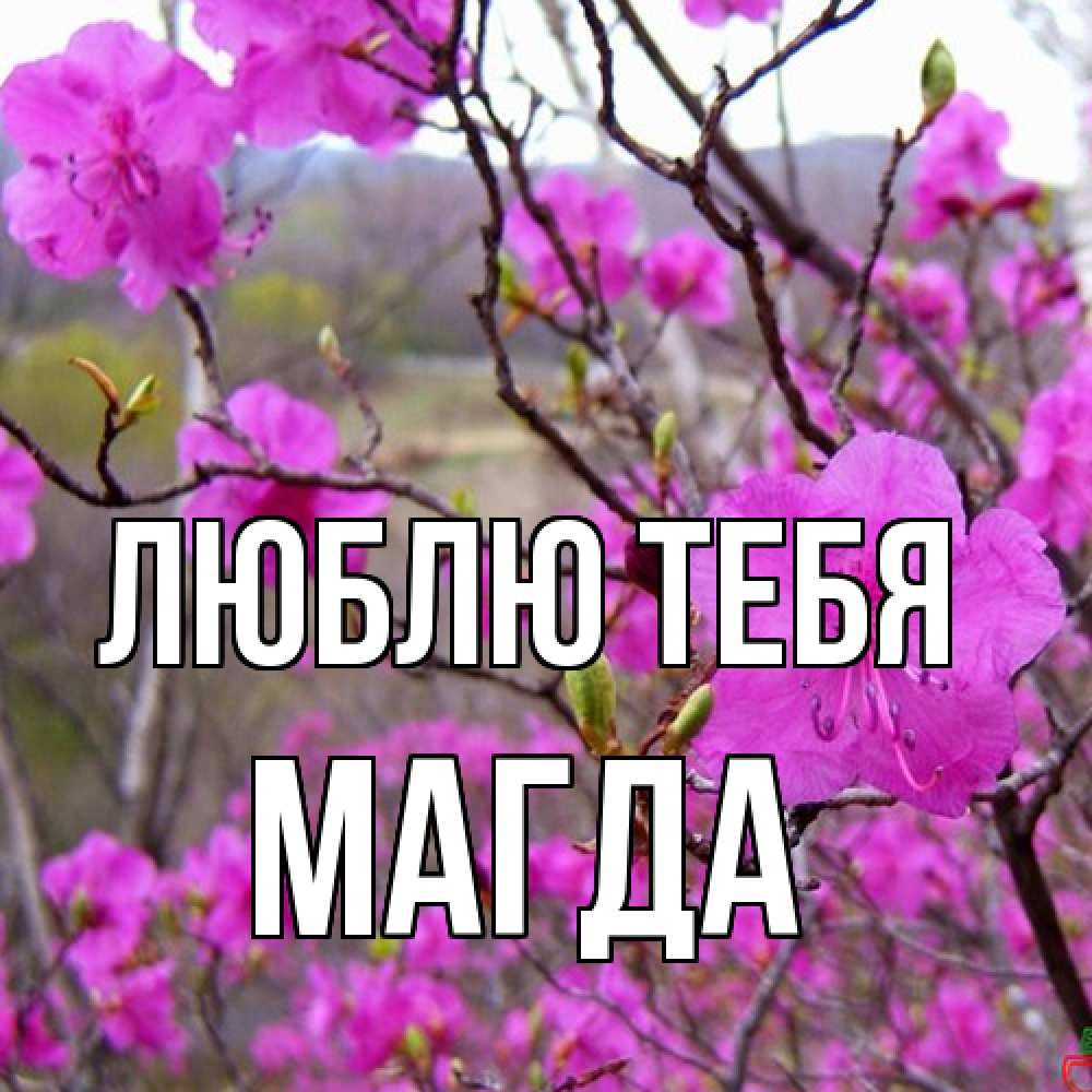 Открытка на каждый день с именем, Магда Люблю тебя международный женский день Прикольная открытка с пожеланием онлайн скачать бесплатно 