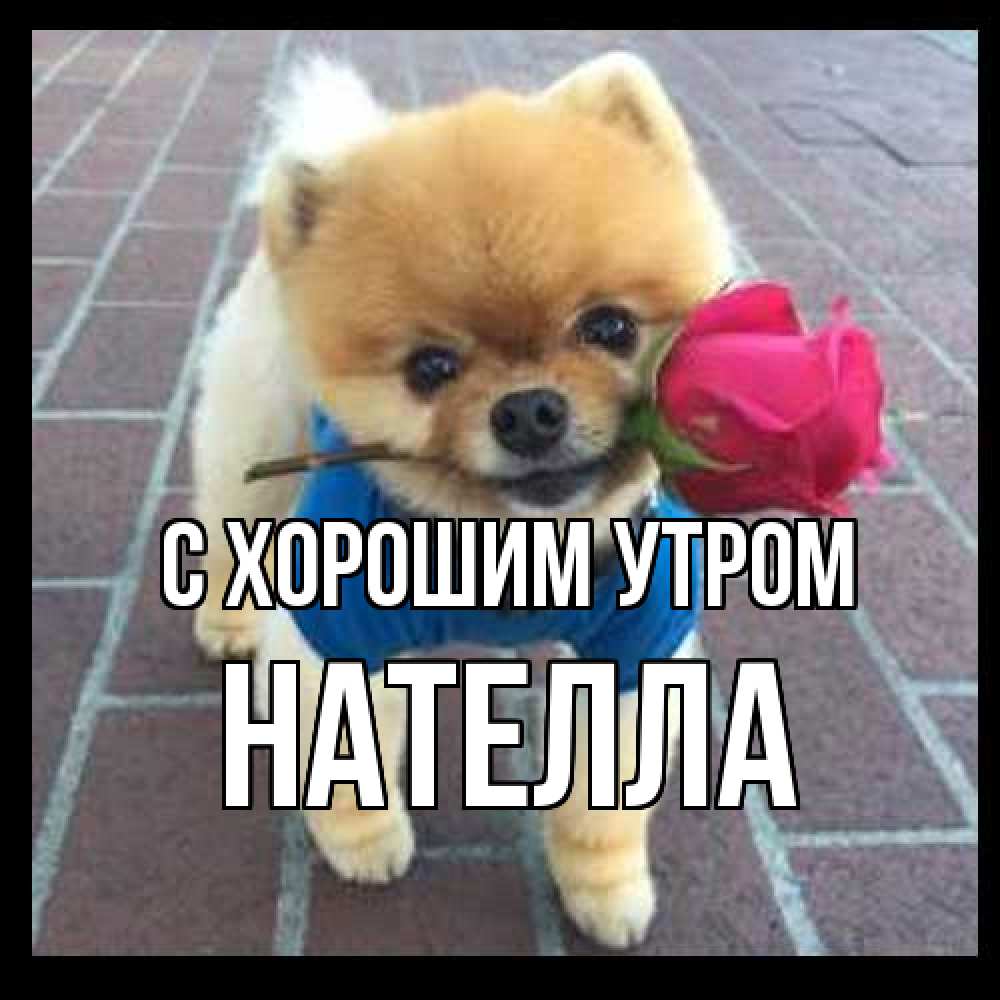 Открытка на каждый день с именем, Нателла С хорошим утром роза в зубах Прикольная открытка с пожеланием онлайн скачать бесплатно 