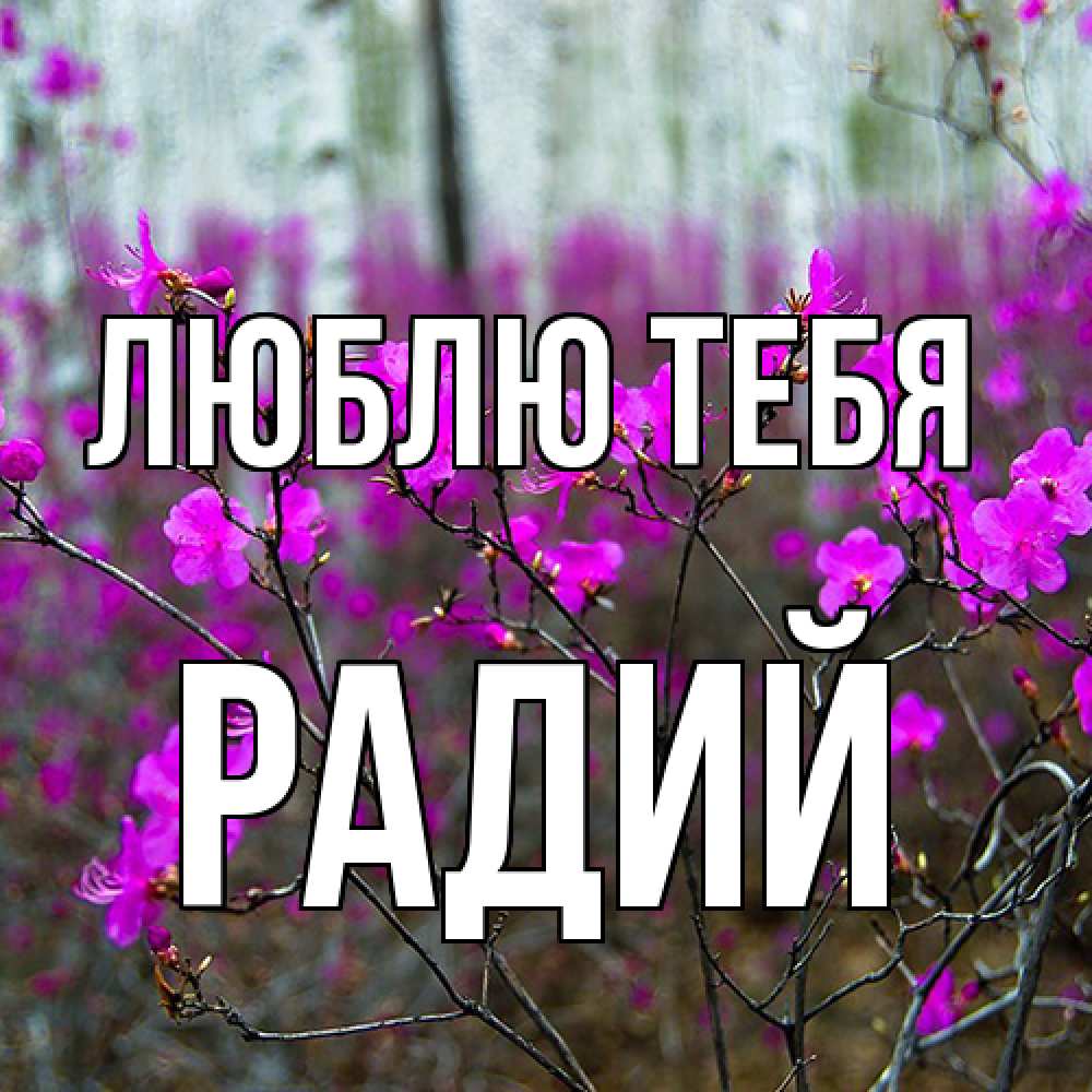 Открытка на каждый день с именем, Радий Люблю тебя дикие цветы Прикольная открытка с пожеланием онлайн скачать бесплатно 