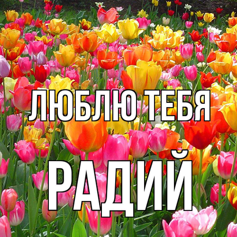 Открытка на каждый день с именем, Радий Люблю тебя на международный женский день Прикольная открытка с пожеланием онлайн скачать бесплатно 