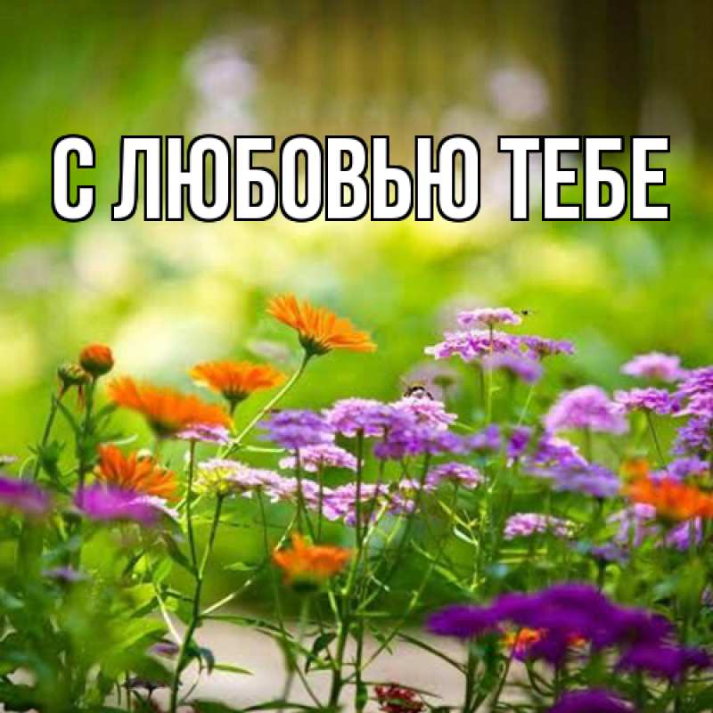 Картинка Люблю тебя, Аза