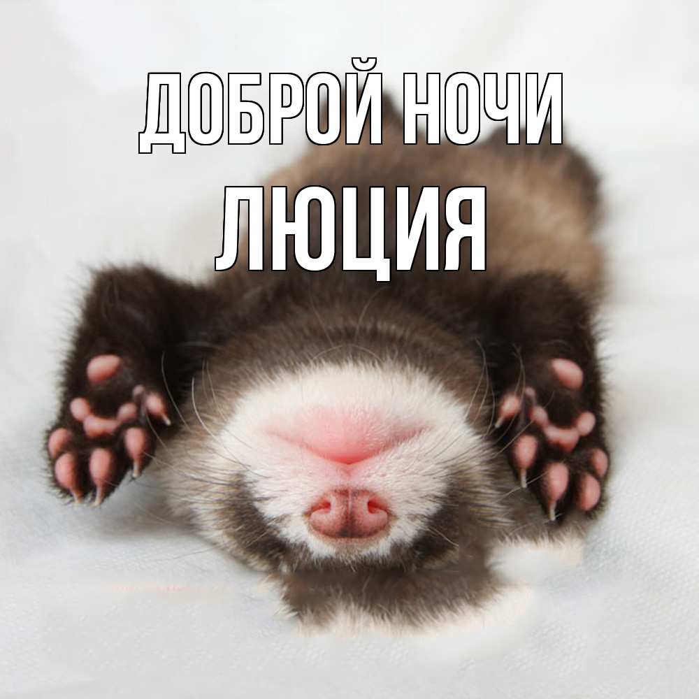 Открытка на каждый день с именем, Люция Доброй ночи зверек Прикольная открытка с пожеланием онлайн скачать бесплатно 