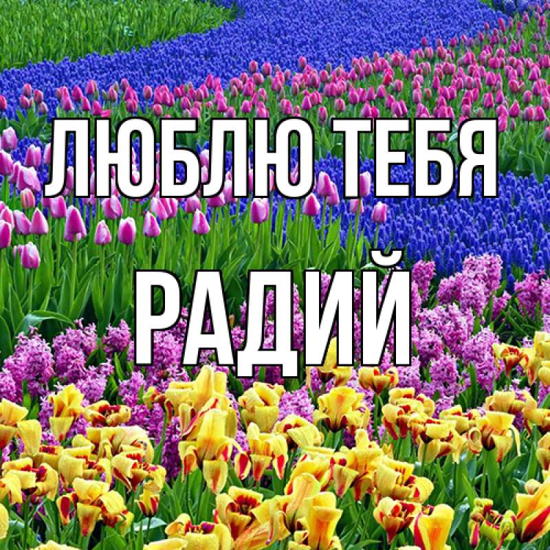 Картинка Люблю тебя, Радий