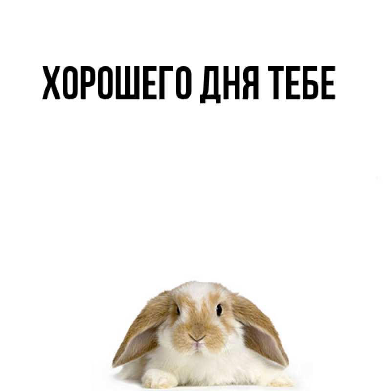 Картинка Я жду тебя, Теодор