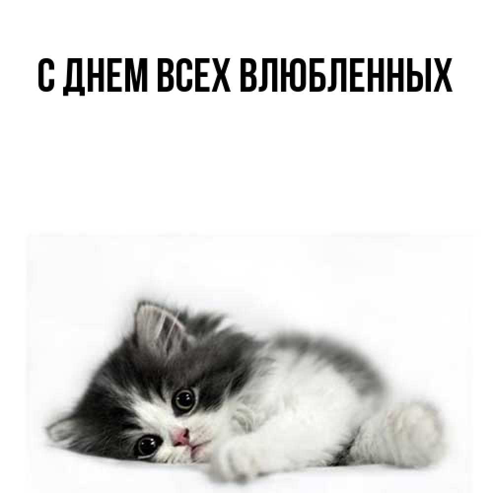 Открытка на каждый день с именем, Трифон Большое спасибо черный и белый кот Прикольная открытка с пожеланием онлайн скачать бесплатно 