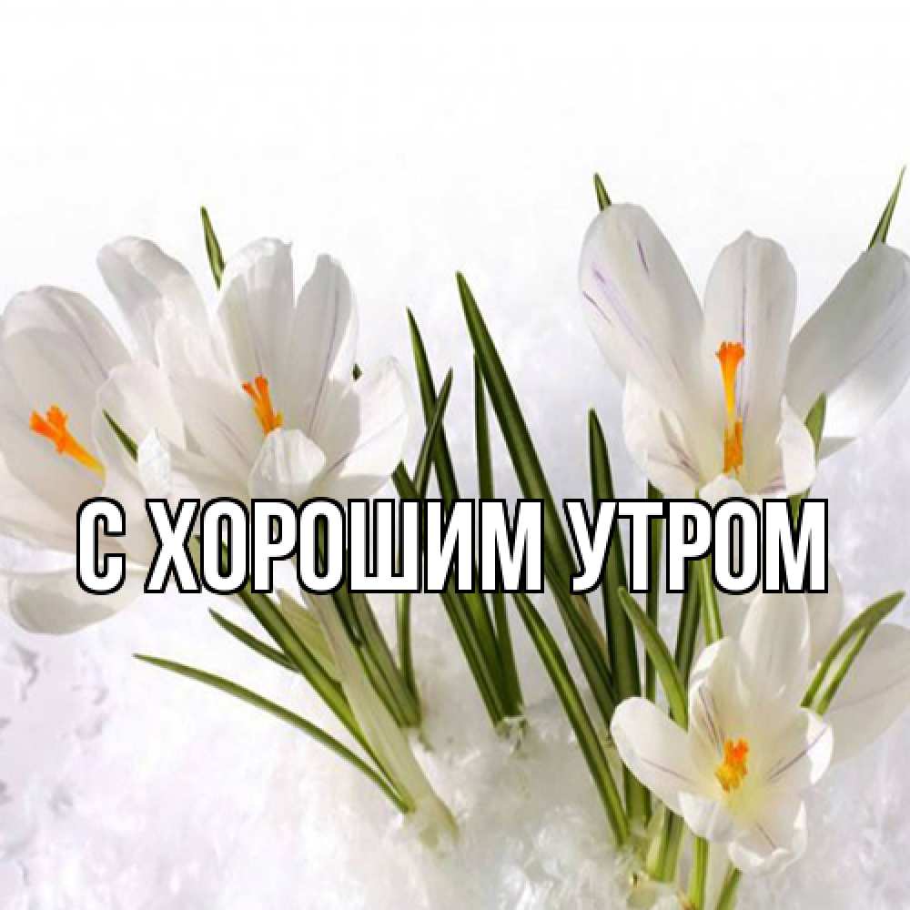 Открытка на каждый день с именем, Иван Люблю тебя под снегом Прикольная открытка с пожеланием онлайн скачать бесплатно 