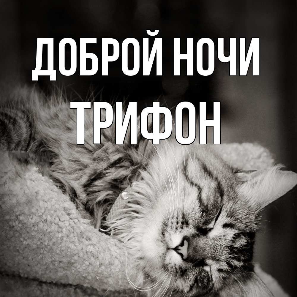 Открытка на каждый день с именем, Трифон Доброй ночи котярик пушистый Прикольная открытка с пожеланием онлайн скачать бесплатно 