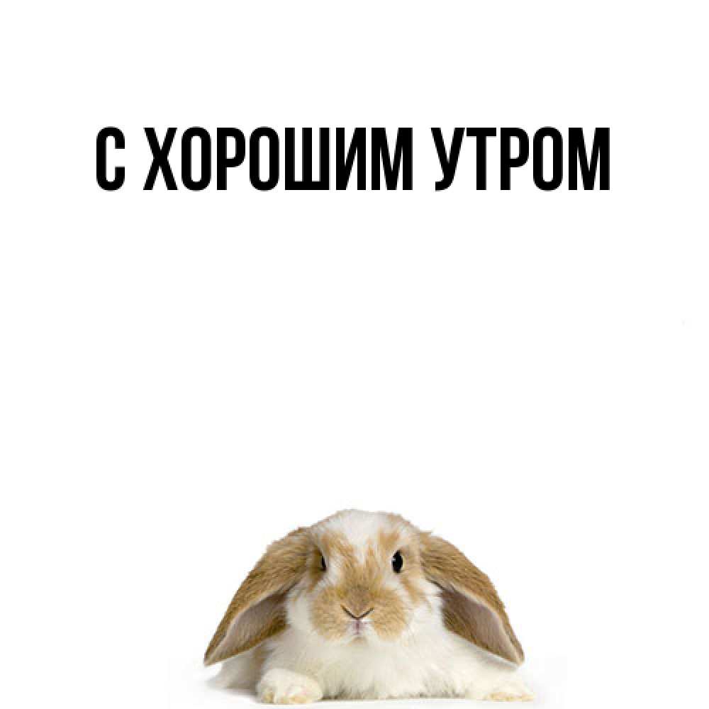 Открытка на каждый день с именем, Толя Удачи тебе открытки с произвольным текстом который можно вставить в открытку и создать ее самостоятельно бесплатно онлайн Прикольная открытка с пожеланием онлайн скачать бесплатно 