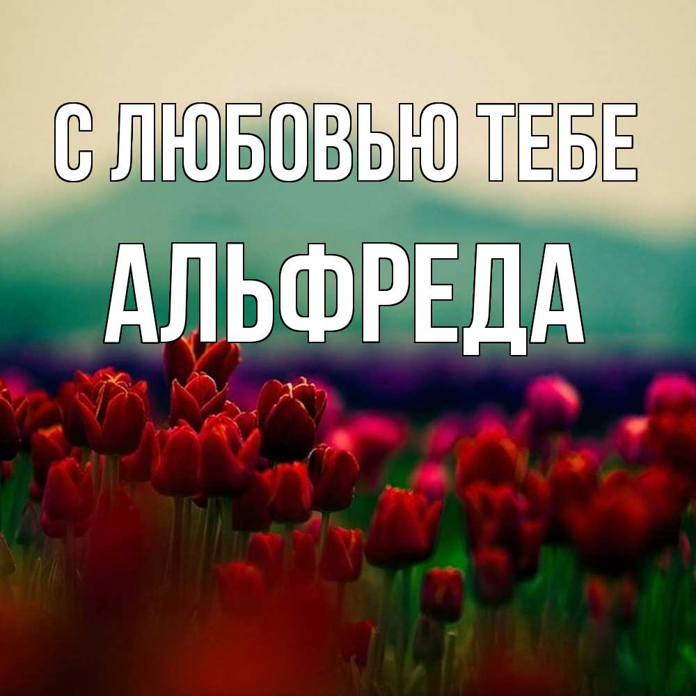 Открытка на каждый день с именем, Альфреда С любовью тебе тюльпаны 4 Прикольная открытка с пожеланием онлайн скачать бесплатно 
