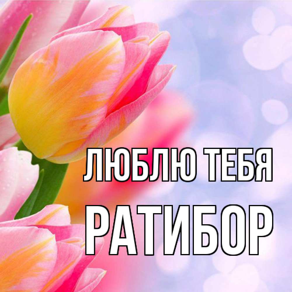Открытка на каждый день с именем, Ратибор Люблю тебя тюльпаны 2 Прикольная открытка с пожеланием онлайн скачать бесплатно 