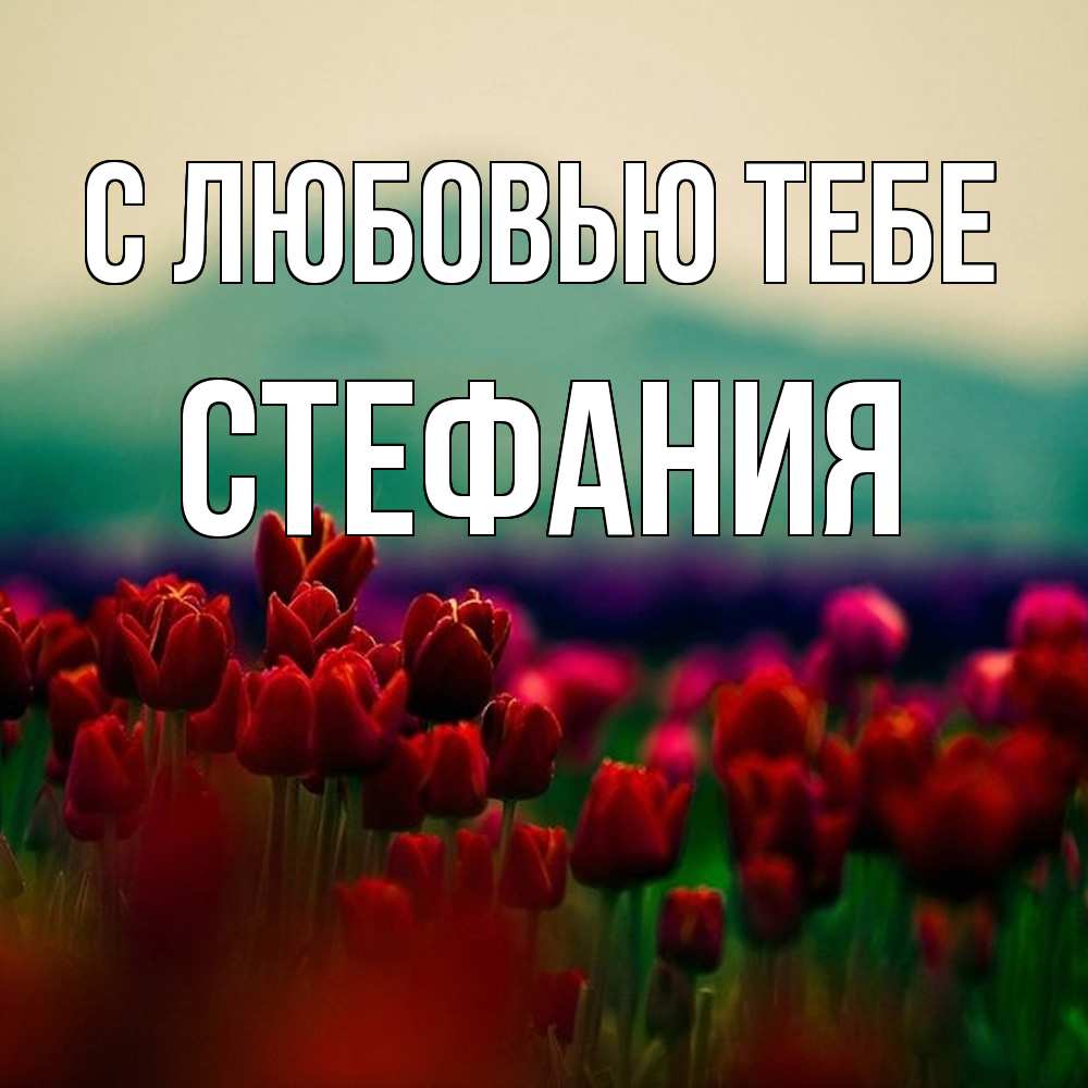 Открытка на каждый день с именем, Стефания С любовью тебе тюльпаны 4 Прикольная открытка с пожеланием онлайн скачать бесплатно 