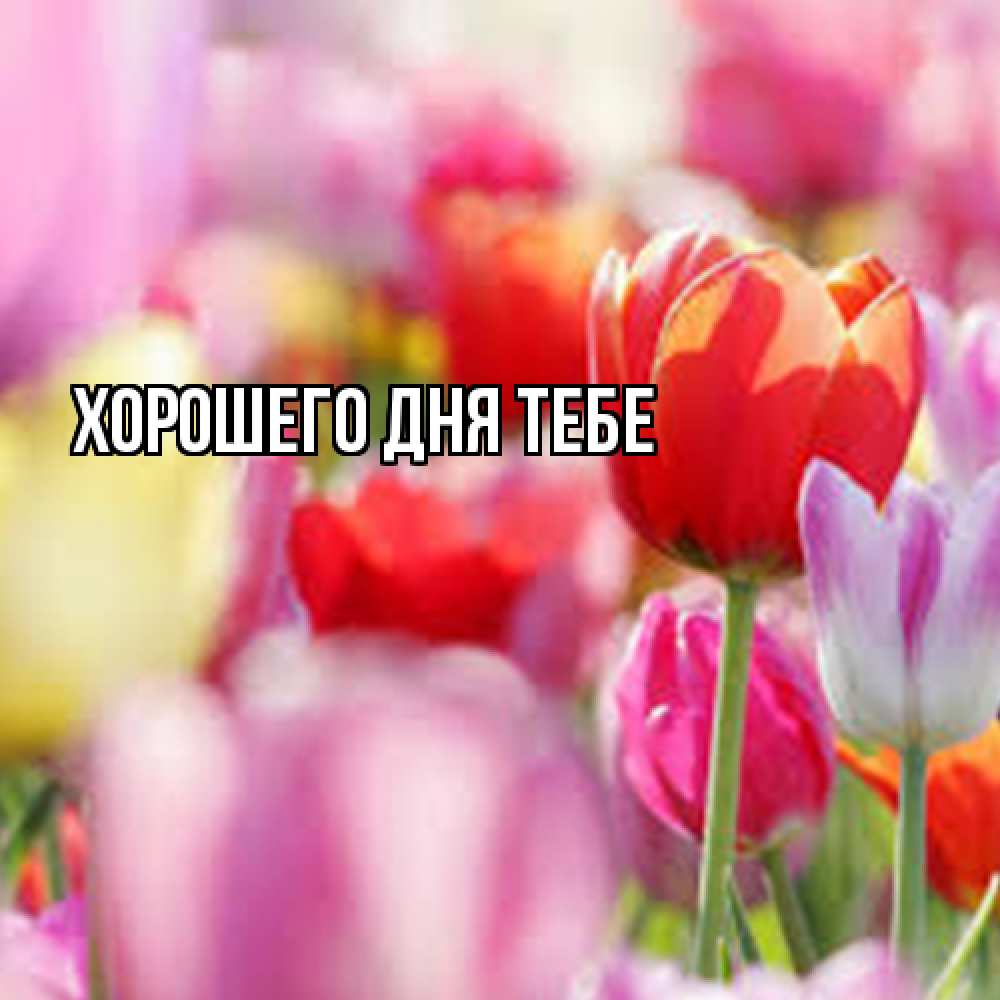 Открытка на каждый день с именем, Гастон Люблю тебя на международный женский день 2 Прикольная открытка с пожеланием онлайн скачать бесплатно 