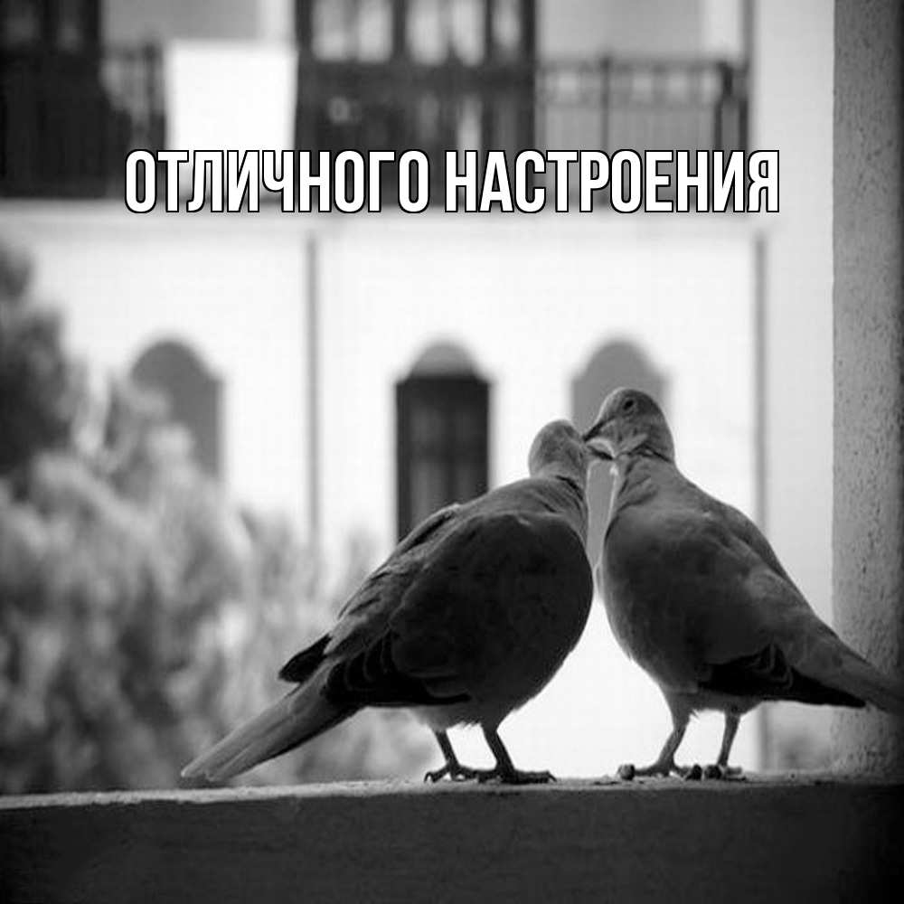 Открытка на каждый день с именем, Владислава Обнимашки птицы на подоконнике Прикольная открытка с пожеланием онлайн скачать бесплатно 