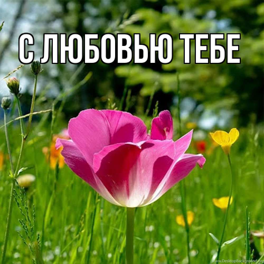 Открытка на каждый день с именем, Аза Люблю тебя полевые цветы Прикольная открытка с пожеланием онлайн скачать бесплатно 