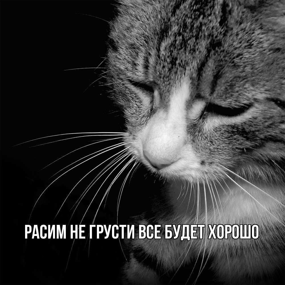 Открытка на каждый день с именем, Расим Не грусти все будет хорошо грустный котик Прикольная открытка с пожеланием онлайн скачать бесплатно 
