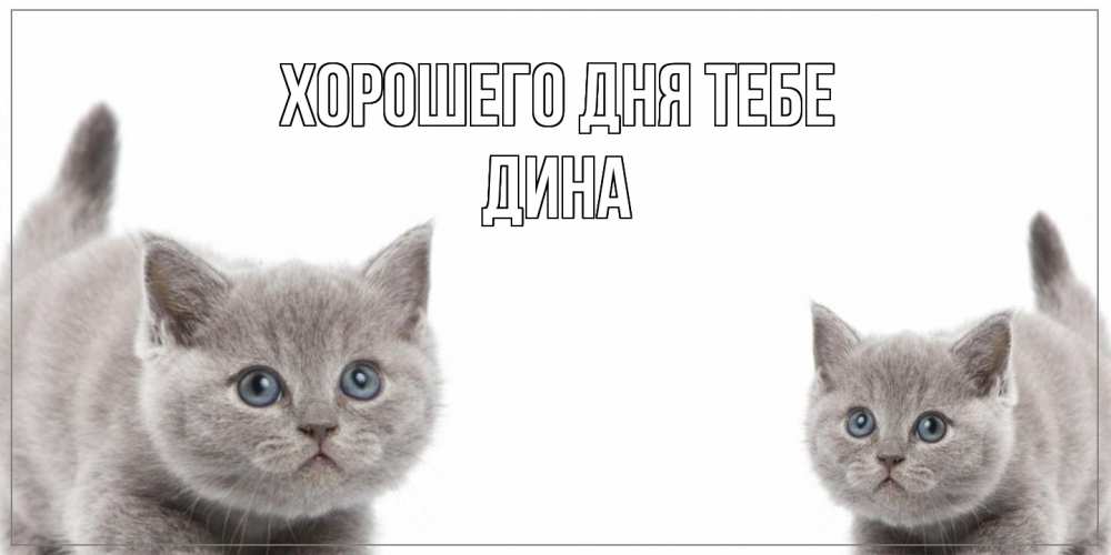 Открытка на каждый день с именем, Дина Хорошего дня тебе открытка с котами Прикольная открытка с пожеланием онлайн скачать бесплатно 