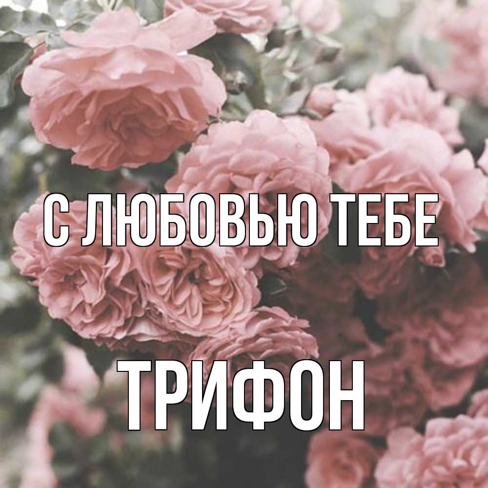 Открытка на каждый день с именем, Трифон С любовью тебе розы 3 Прикольная открытка с пожеланием онлайн скачать бесплатно 