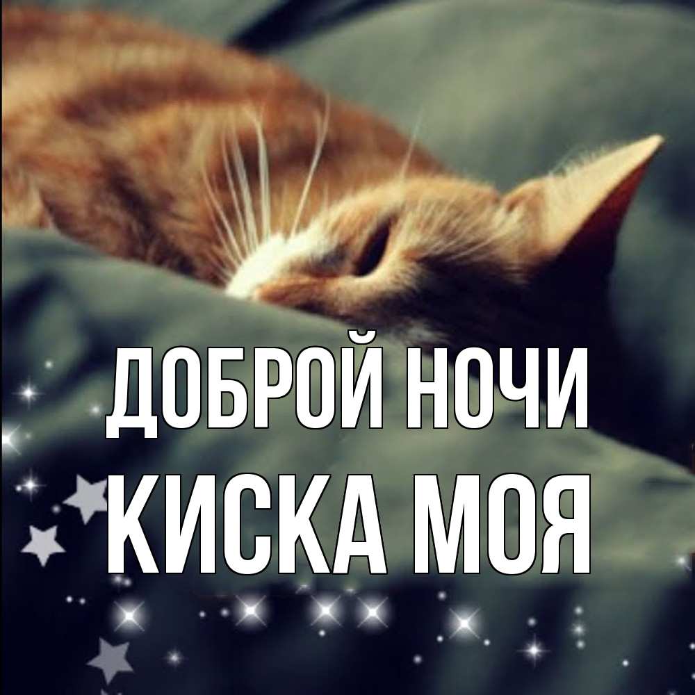 Открытка на каждый день с именем, Киска-моя Доброй ночи кроватка Прикольная открытка с пожеланием онлайн скачать бесплатно 