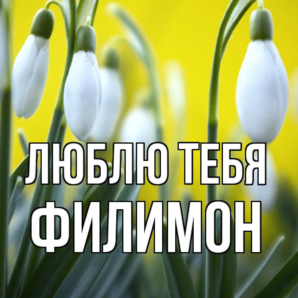 Открытка на каждый день с именем, Филимон Люблю тебя весенние цветы Прикольная открытка с пожеланием онлайн скачать бесплатно 