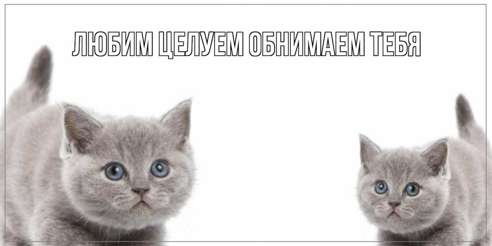 Открытка на каждый день с именем, Альфреда Хорошего дня тебе открытка с котами Прикольная открытка с пожеланием онлайн скачать бесплатно 