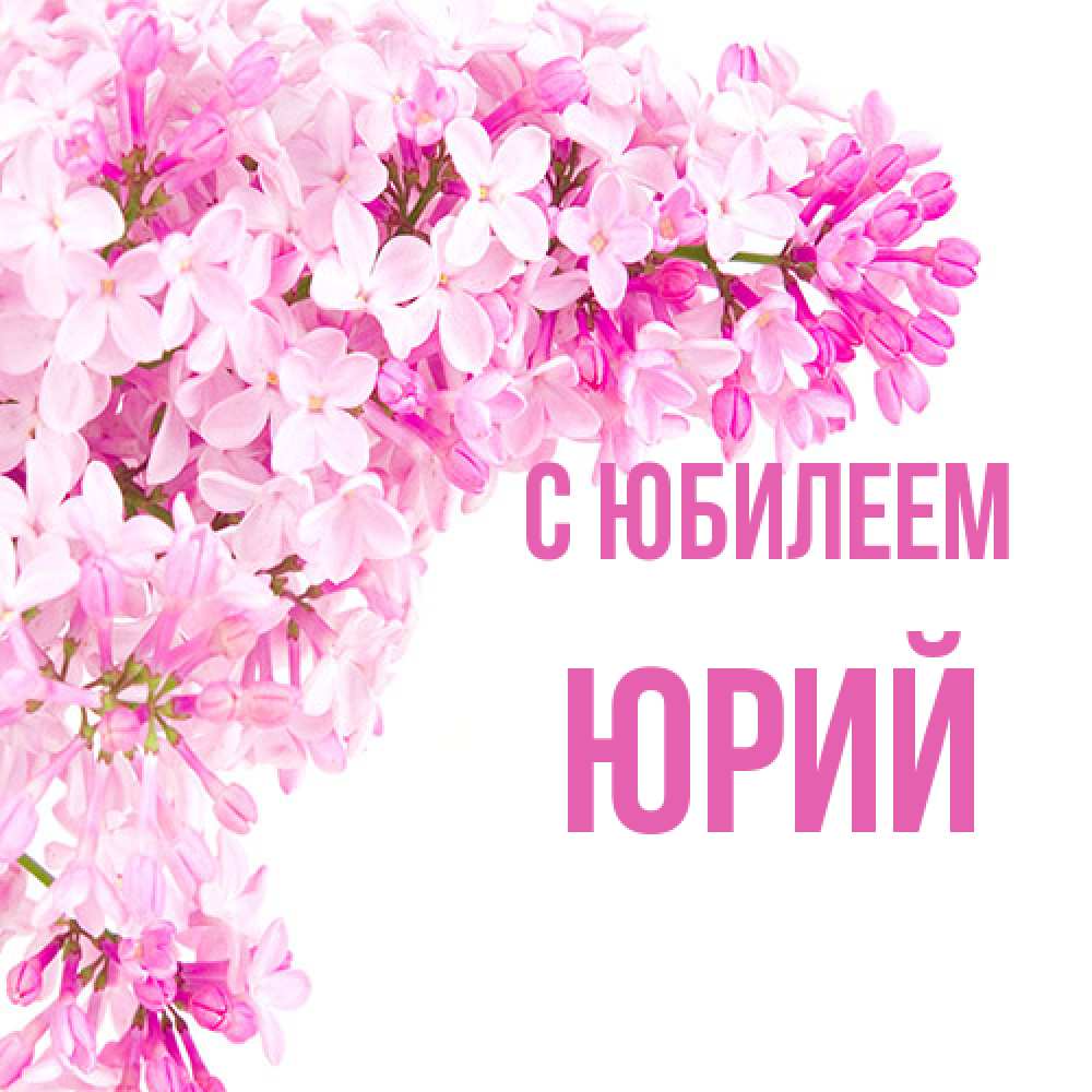 Открытка на каждый день с именем, Юрий C юбилеем Сирень на белом фоне Прикольная открытка с пожеланием онлайн скачать бесплатно 