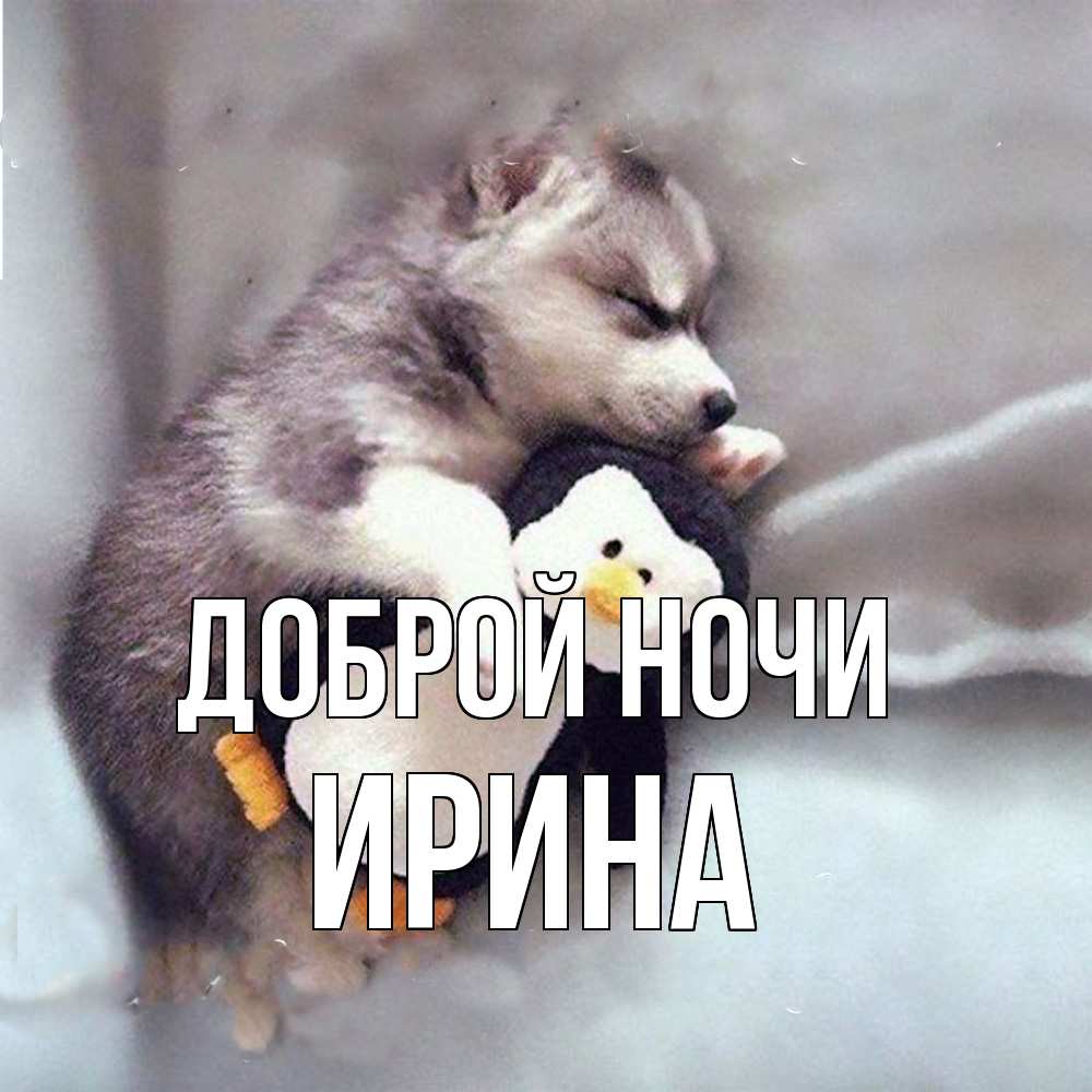 Открытка на каждый день с именем, Ирина Доброй ночи обнимашки щенка и пингвина Прикольная открытка с пожеланием онлайн скачать бесплатно 