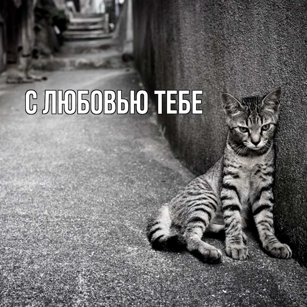 Открытка на каждый день с именем, Милан Скучашки одиноко котику Прикольная открытка с пожеланием онлайн скачать бесплатно 