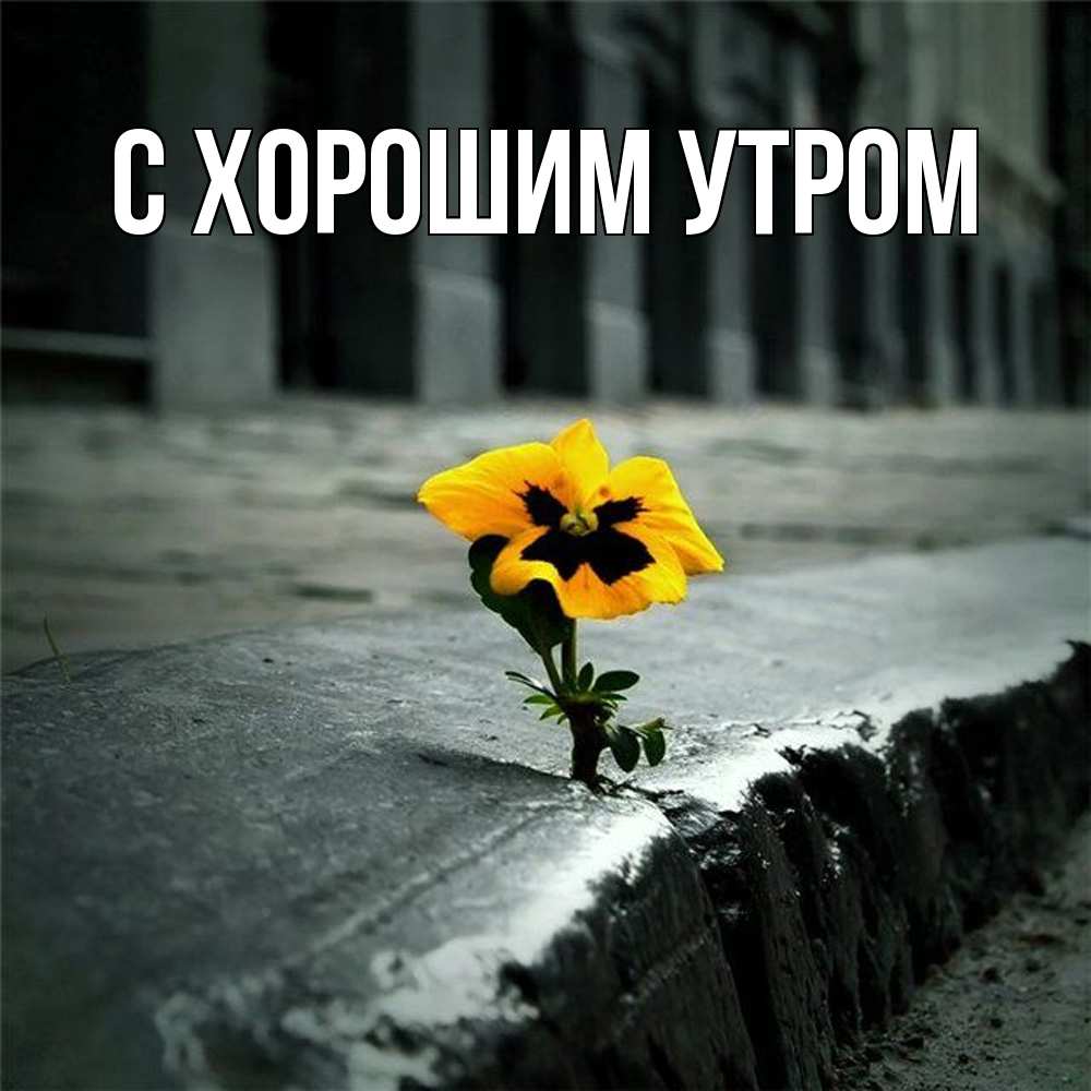 Открытка на каждый день с именем, Трифон Скучашки надеюсь будет лучше Прикольная открытка с пожеланием онлайн скачать бесплатно 