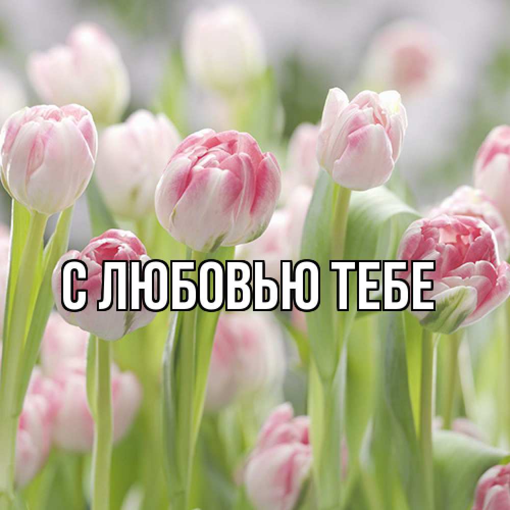 Открытка на каждый день с именем, Аза Люблю тебя цветы Прикольная открытка с пожеланием онлайн скачать бесплатно 