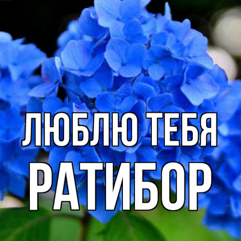 Картинка Люблю тебя, Ратибор