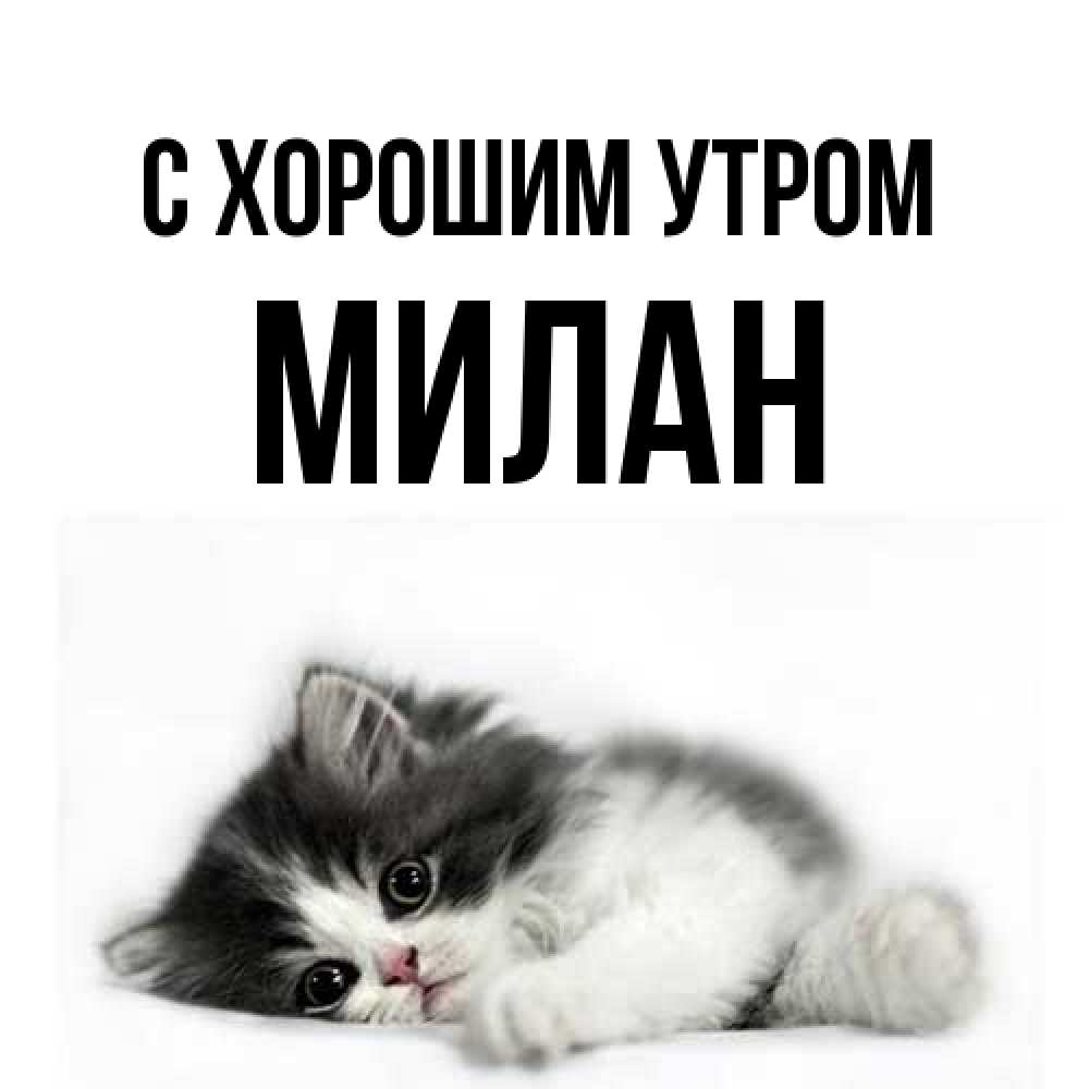 Открытка на каждый день с именем, Милан С хорошим утром кот лапки Прикольная открытка с пожеланием онлайн скачать бесплатно 