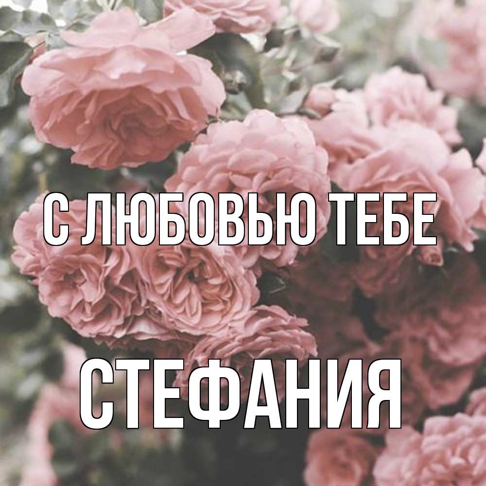Открытка на каждый день с именем, Стефания С любовью тебе розы 3 Прикольная открытка с пожеланием онлайн скачать бесплатно 