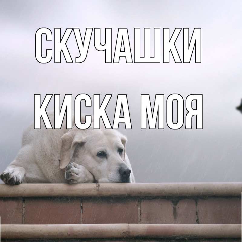 Картинка Скучашки, Киска моя