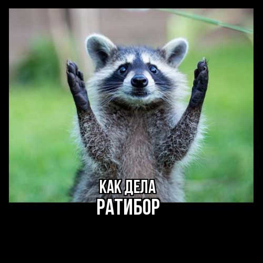 Открытка на каждый день с именем, Ратибор Как дела животные Прикольная открытка с пожеланием онлайн скачать бесплатно 