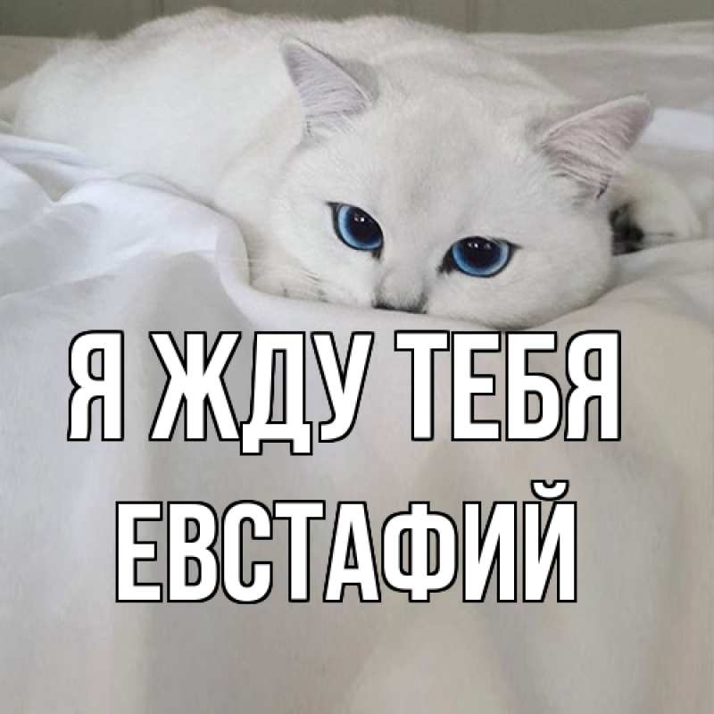 Картинка Я жду тебя, Евстафий