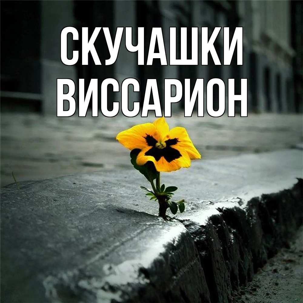 Открытка на каждый день с именем, Виссарион Скучашки надеюсь будет лучше Прикольная открытка с пожеланием онлайн скачать бесплатно 