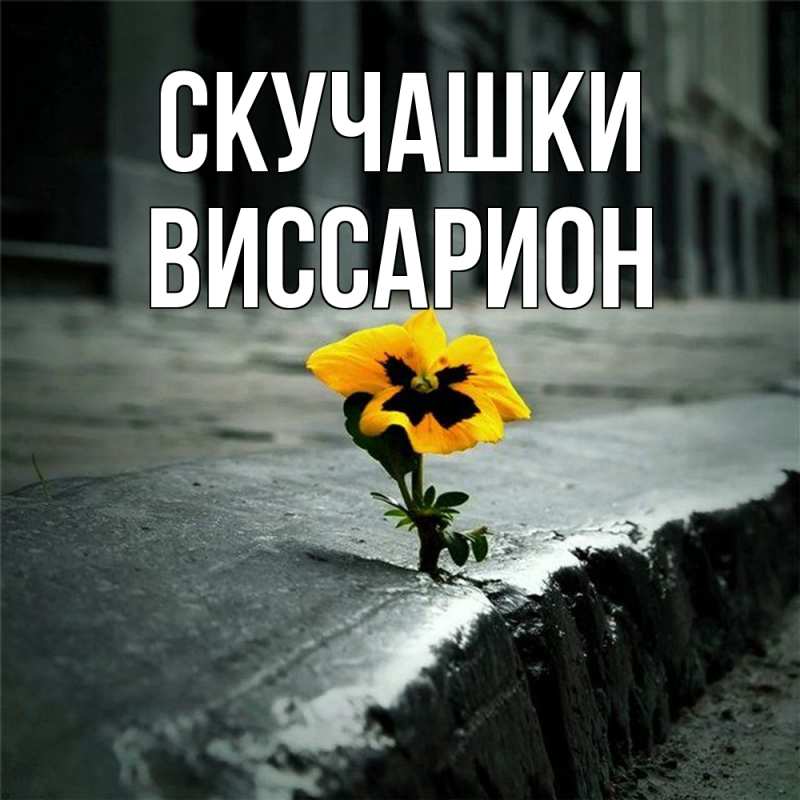 Картинка Скучашки, Виссарион