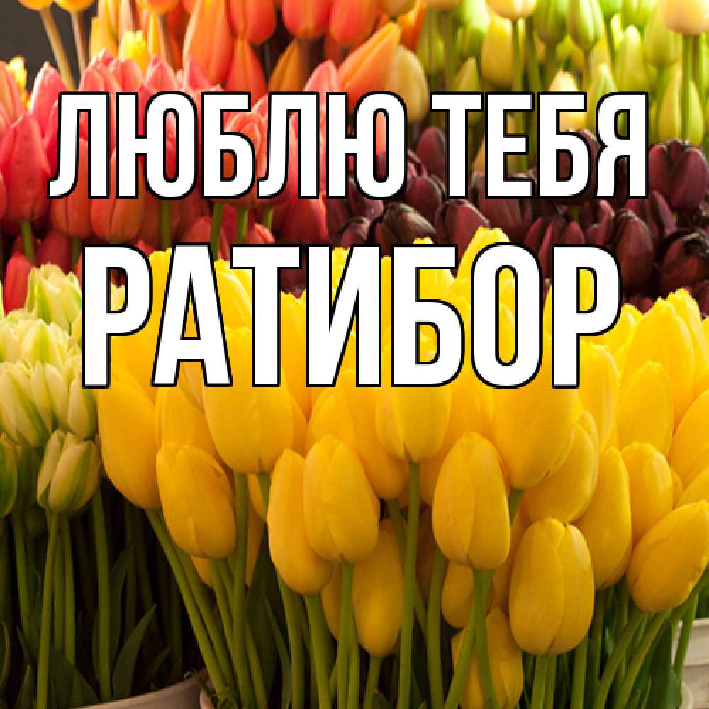 Открытка на каждый день с именем, Ратибор Люблю тебя цветы Прикольная открытка с пожеланием онлайн скачать бесплатно 