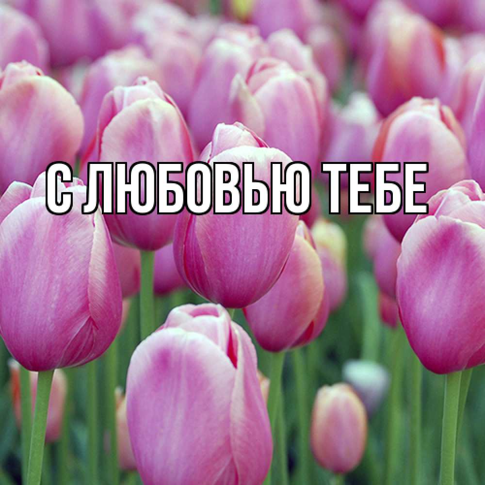 Открытка на каждый день с именем, Аза Люблю тебя на международный женский день 3 Прикольная открытка с пожеланием онлайн скачать бесплатно 