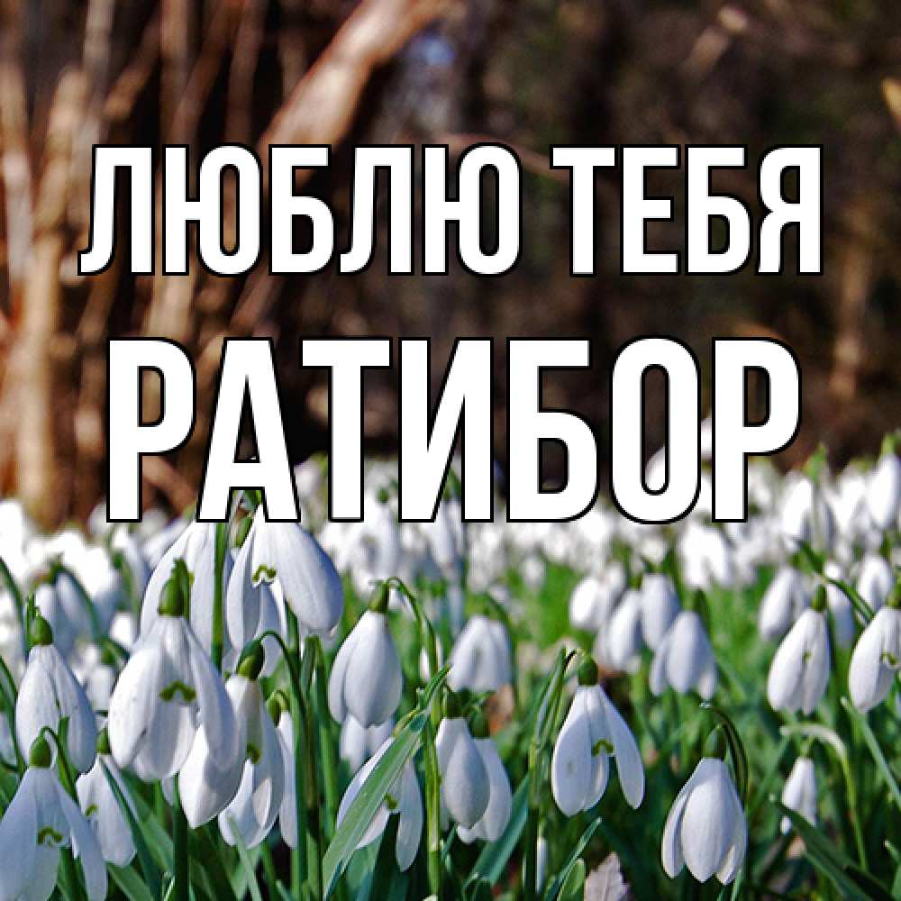 Открытка на каждый день с именем, Ратибор Люблю тебя с подснежниками 1 Прикольная открытка с пожеланием онлайн скачать бесплатно 