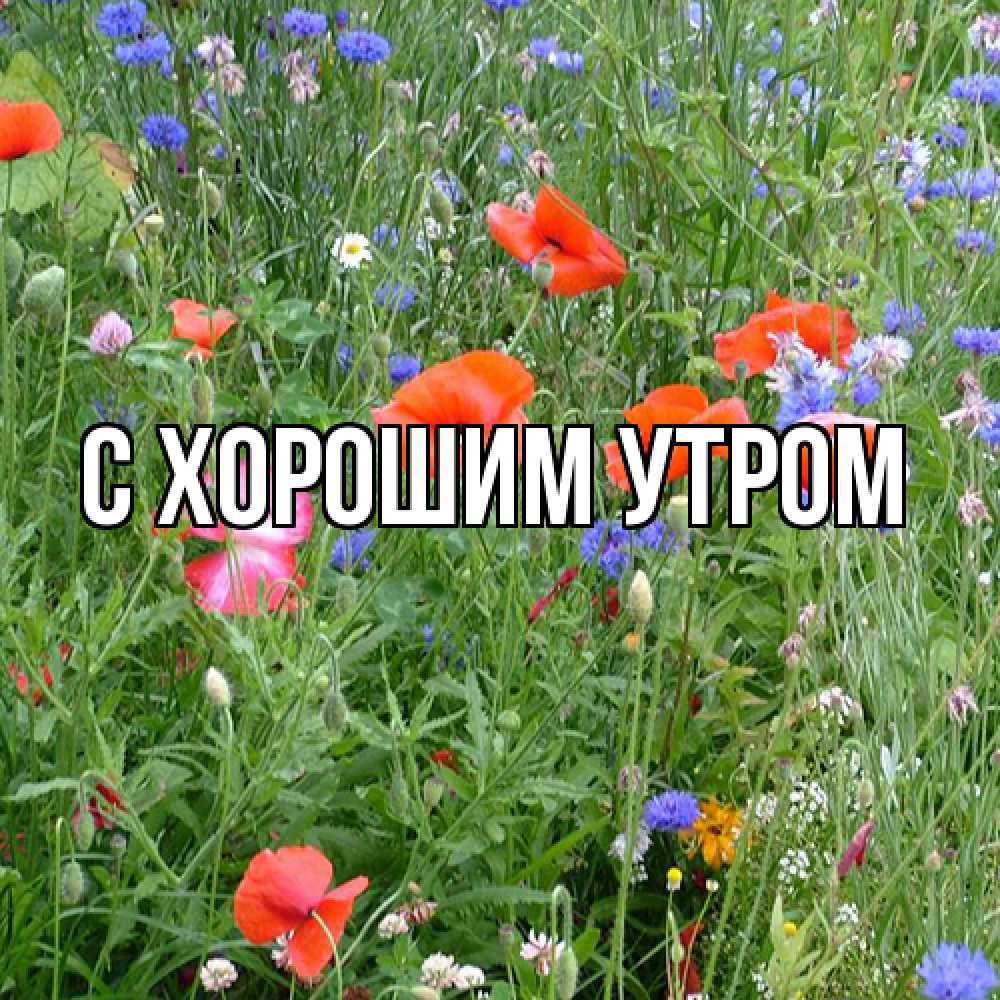 Открытка на каждый день с именем, Юния Люблю тебя международный женский день 4 Прикольная открытка с пожеланием онлайн скачать бесплатно 