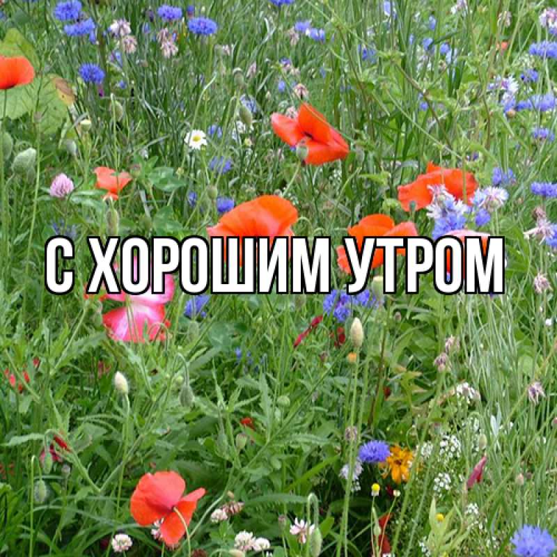 Картинка Люблю тебя, Юния