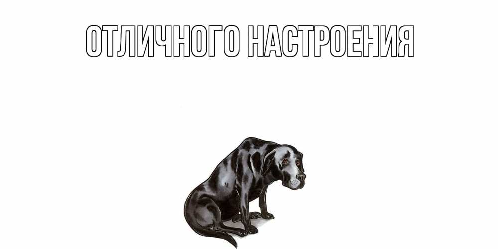 Открытка на каждый день с именем, Серафима Не обижайся грустная собака на открытке с подписью прости меня Прикольная открытка с пожеланием онлайн скачать бесплатно 