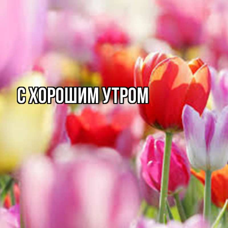 Картинка Люблю тебя, Иван