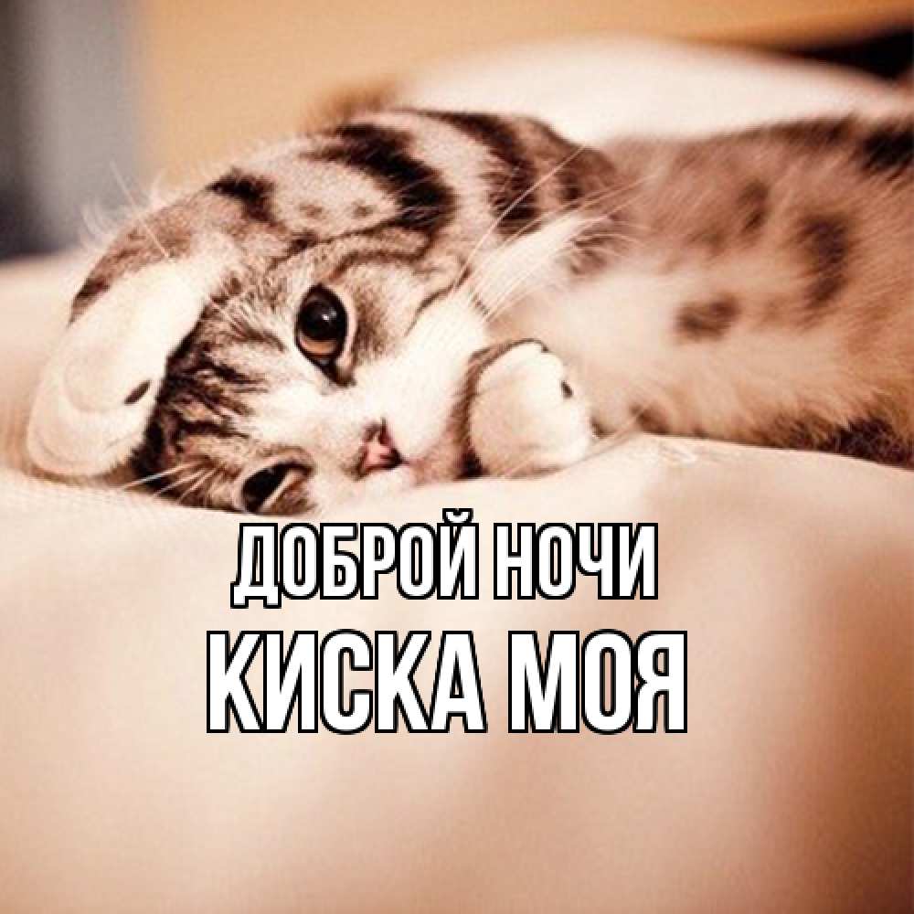 Открытка на каждый день с именем, Киска-моя Доброй ночи сладких снов с животными Прикольная открытка с пожеланием онлайн скачать бесплатно 