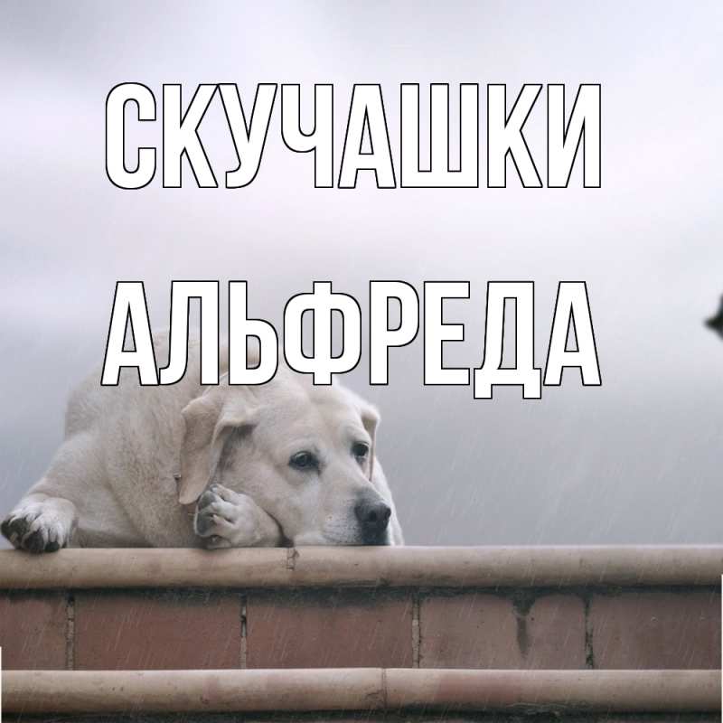 Картинка Скучашки, Альфреда