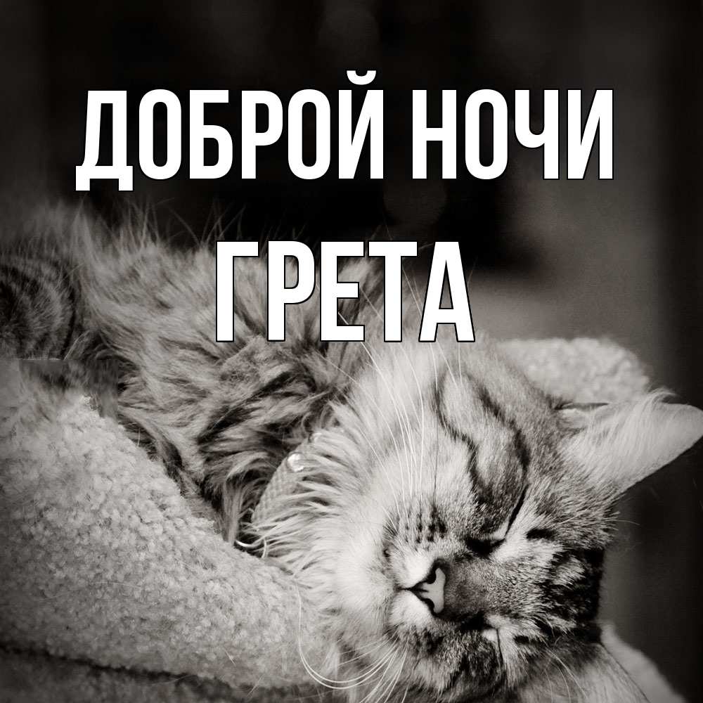 Открытка на каждый день с именем, Грета Доброй ночи котярик пушистый Прикольная открытка с пожеланием онлайн скачать бесплатно 