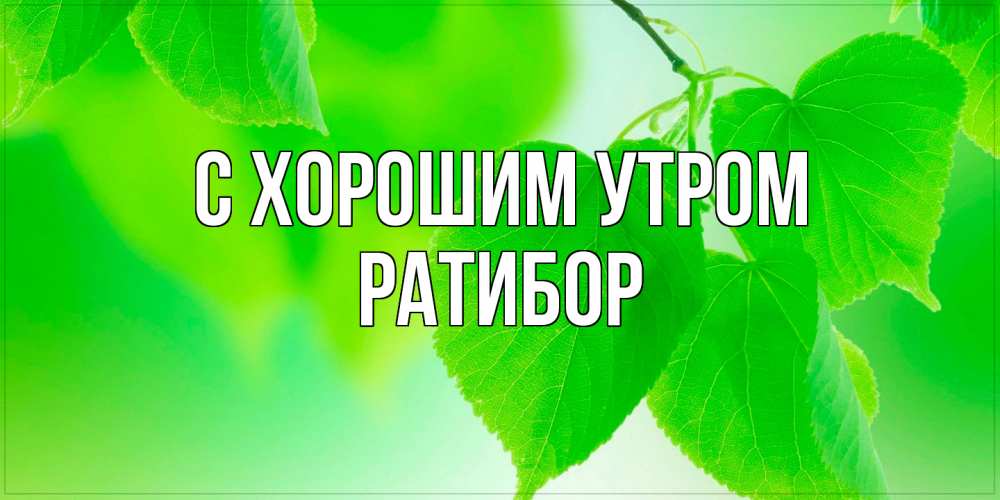 Открытка на каждый день с именем, Ратибор С хорошим утром доброе утро с березовыми листьями Прикольная открытка с пожеланием онлайн скачать бесплатно 