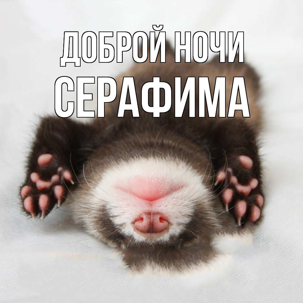 Открытка на каждый день с именем, Серафима Доброй ночи зверек Прикольная открытка с пожеланием онлайн скачать бесплатно 